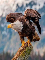 rebeleagle